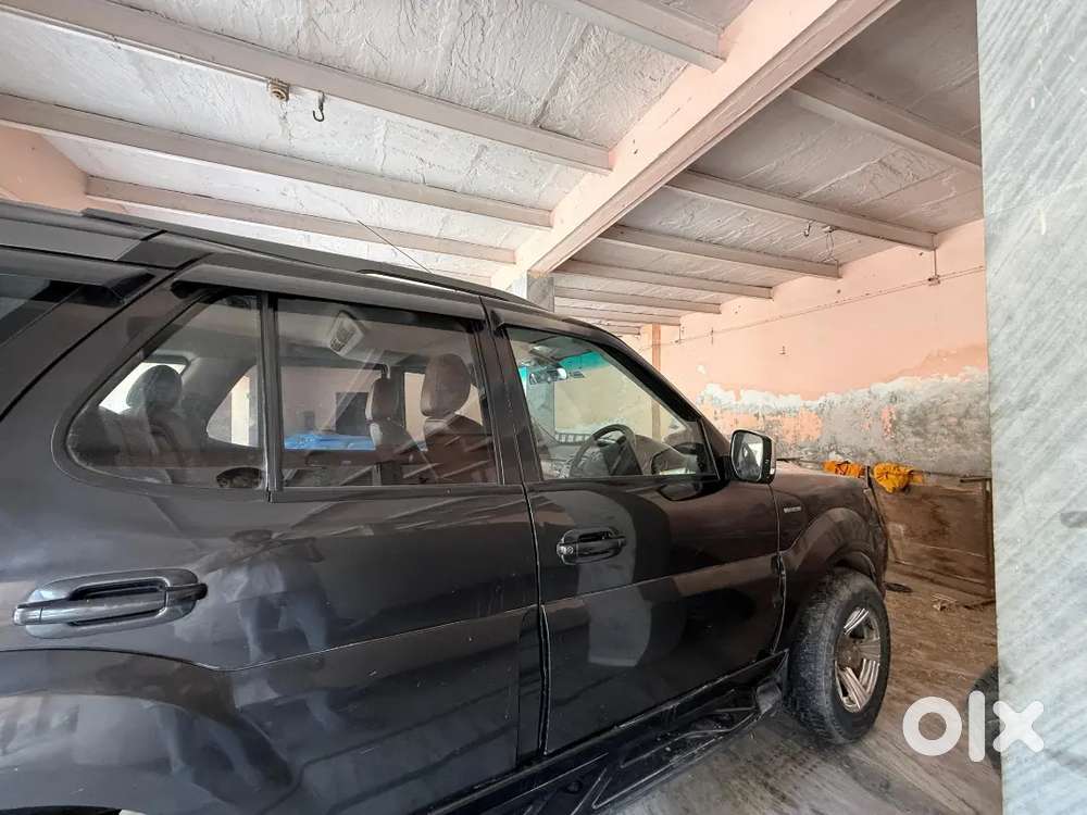 Vip Condition Top Model Safari Storme