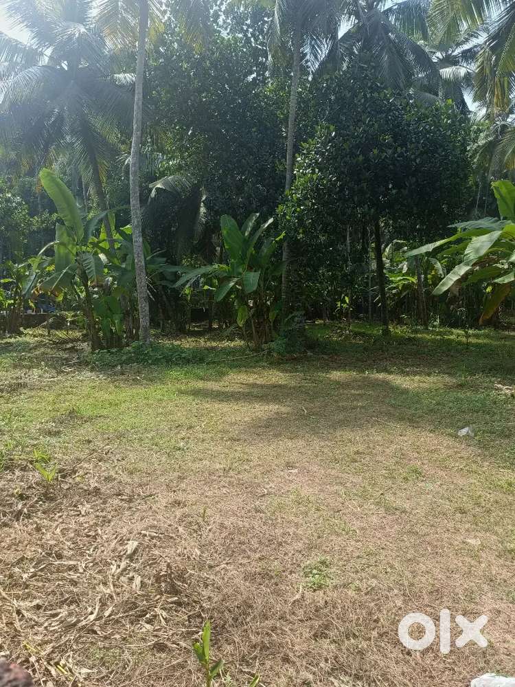12 cent land near farook college Lands & Plots 1753830677