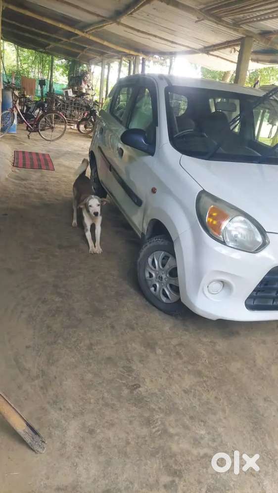 Maruti Suzuki Alto 800 17