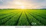 We mostly buy & sell agricultural farming land