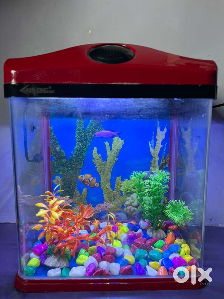 buy plastic fish boxes Rectangular Jumbo Plastic Fish Crate/Boxes, Capacity 75 Ltrs, Size: (l) 650  X (w) 450 X (h) 320 mm at  575/piece in Chennai