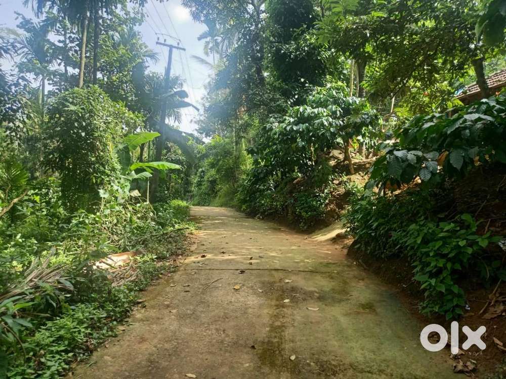 1Acre Mixed Agriculture Land for Sale in Thirunelli Wayanad Lands