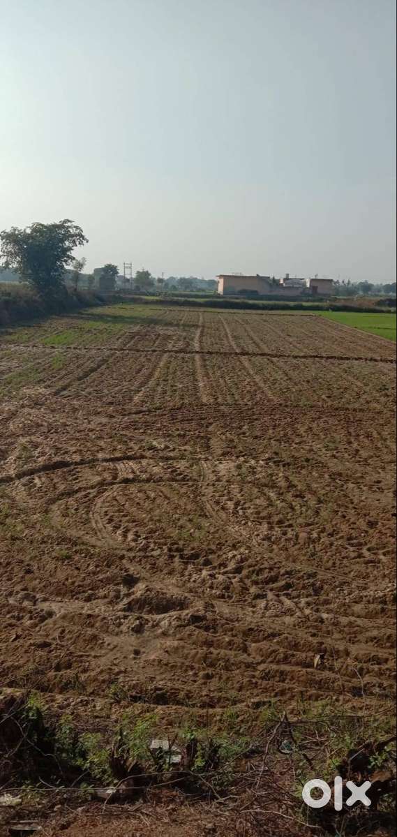 Prime Agricultural Land for Sale - Sholakha Village, Hodal, Haryana
