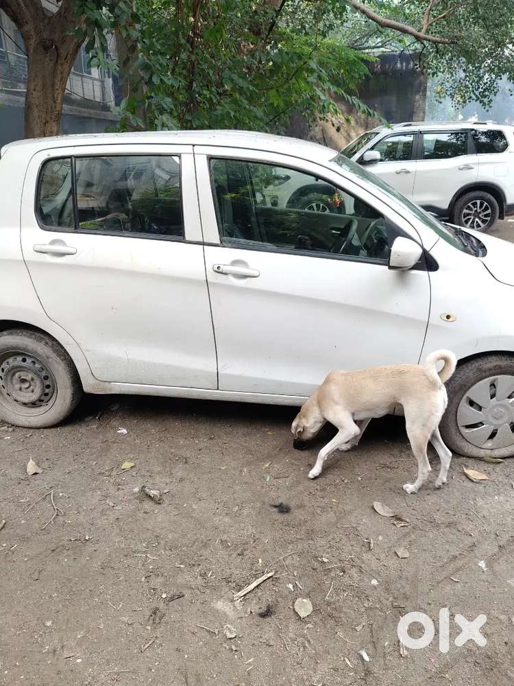 Maruti Suzuki Celerio 2016 Second Owner