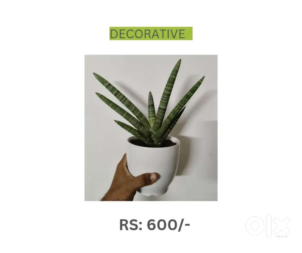 Sansevieria cylindrica