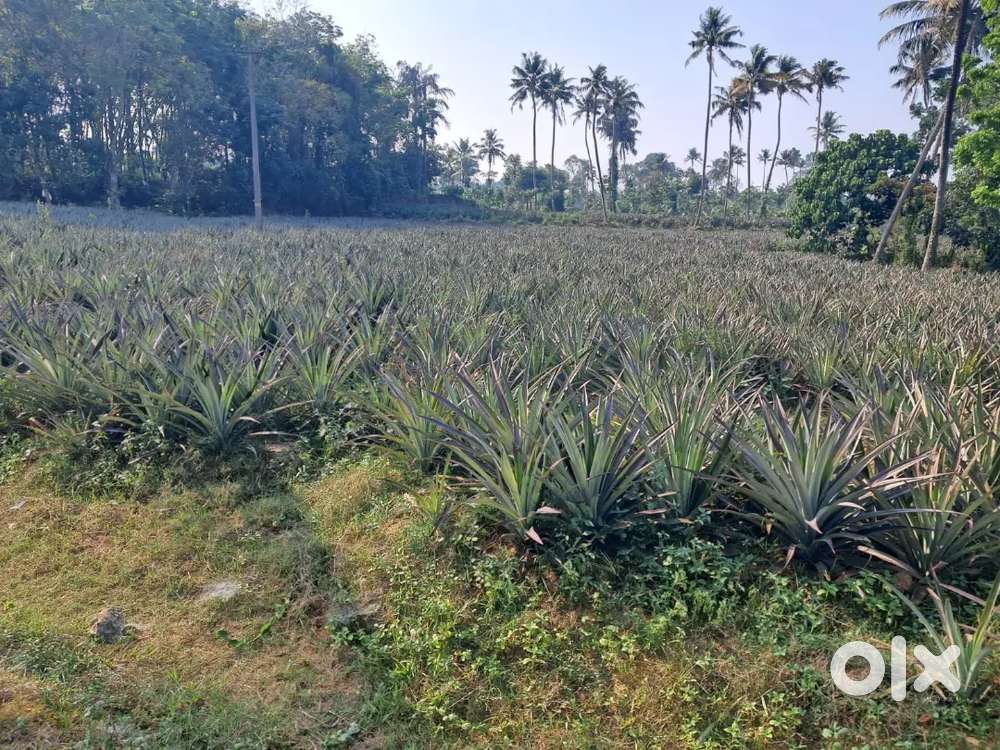 1 acre land for sale in kanjoor,near airport,aluva,angamaly,ernakulam