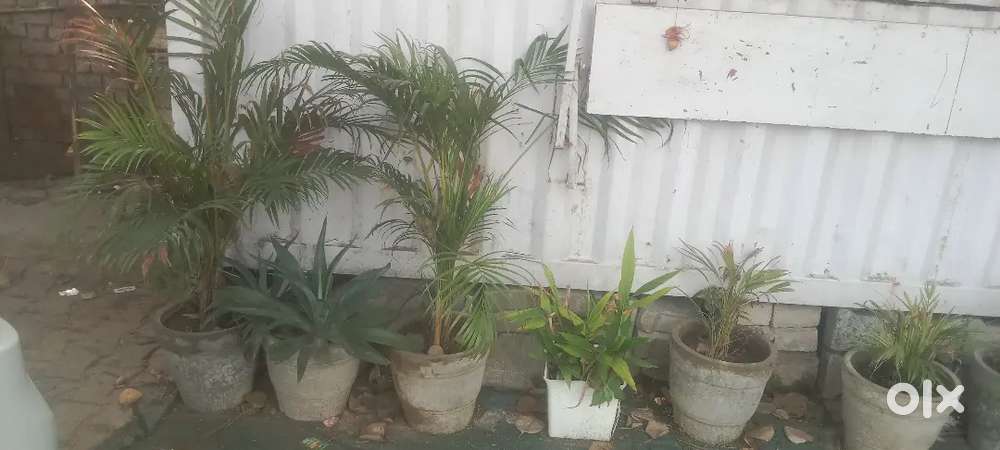 Decor your home with greenary