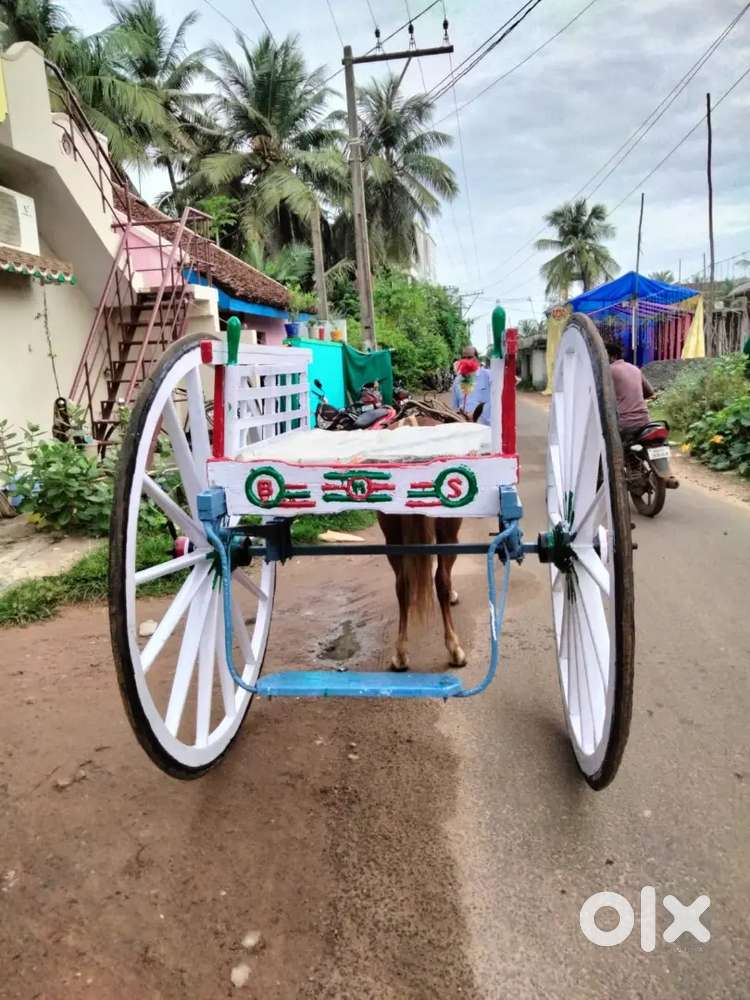 Only horse cột