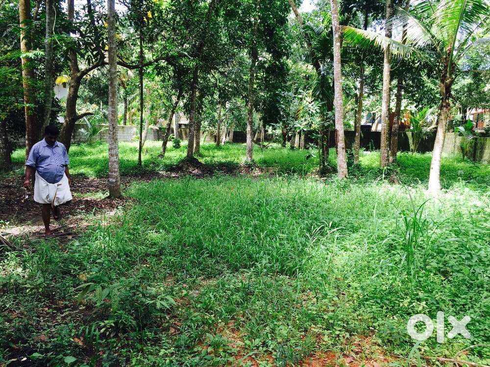 24-cents-land-for-sale-near-pattannakkad-cherthala-lands-plots