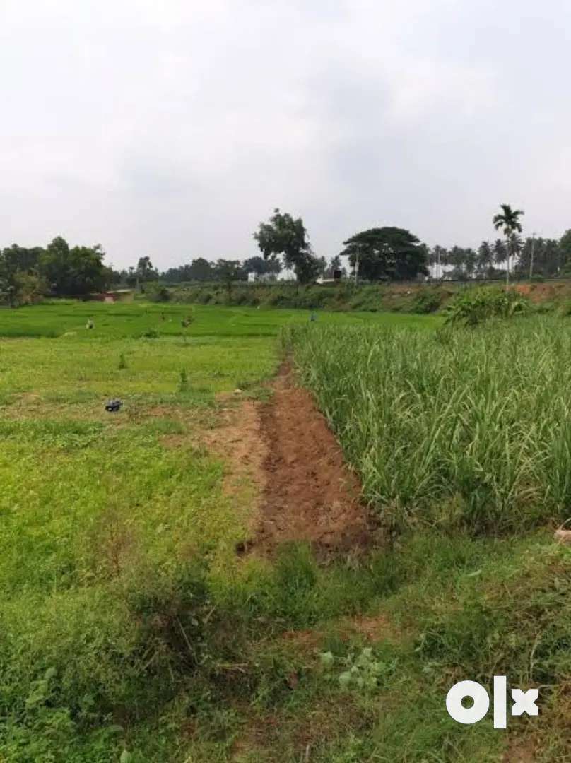 Agriculture land - Lands & Plots - 1762845038