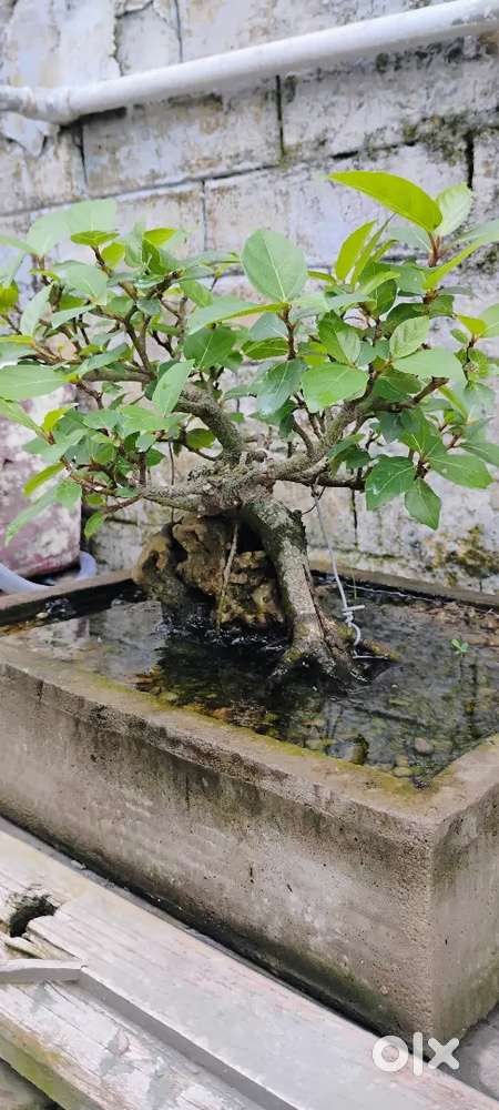 Bonsai plant