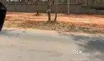 Sites for sale in Devanahalli