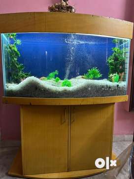 Aquarium Pets for sale in Alappuzha OLX
