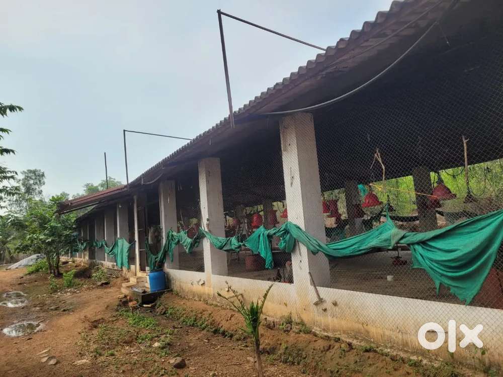 8,000 bird capacity, well maintained available for rent at kinnigoli.