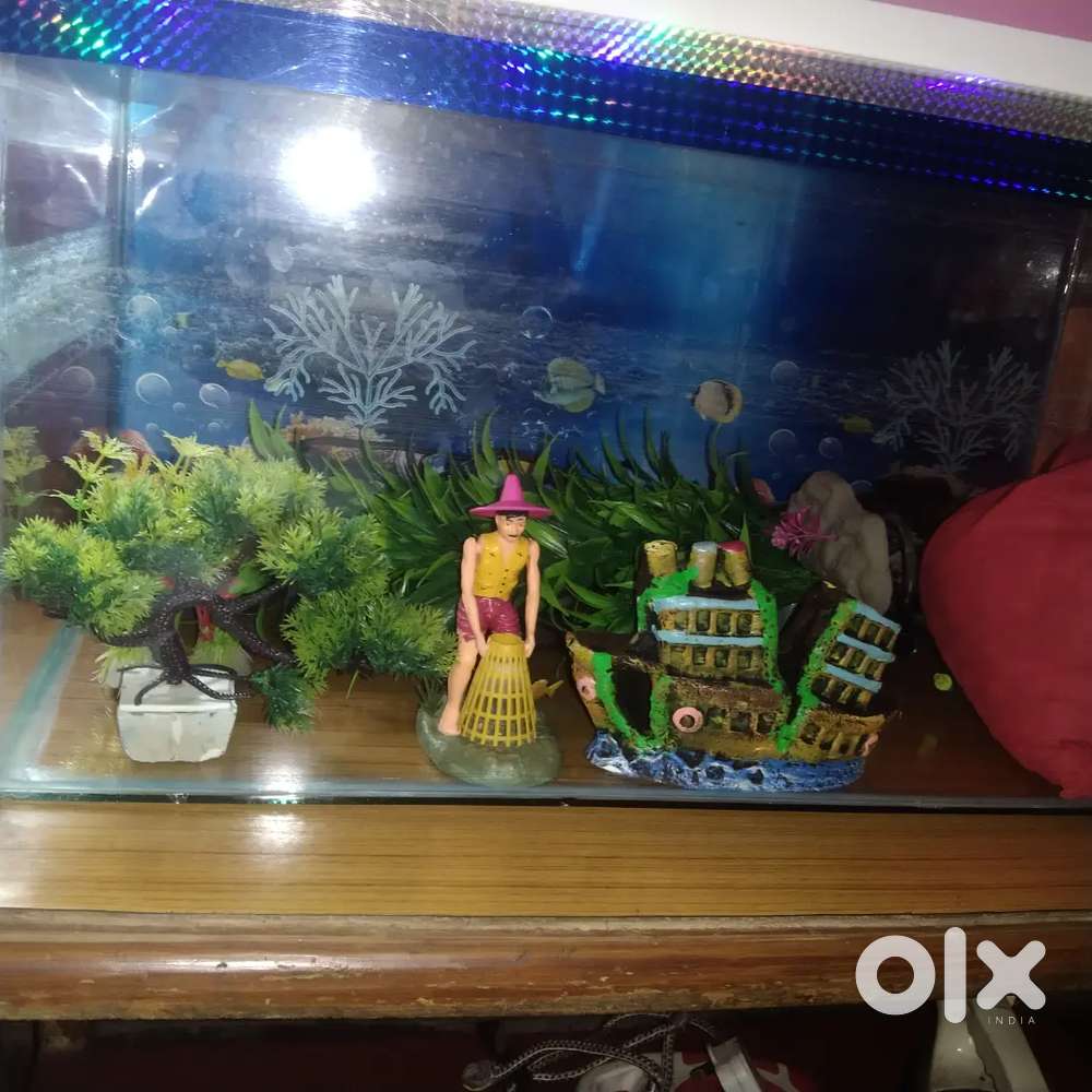 fish aquarium accessories olx Buy & Sell Pet Food & Accessories Online in Kalimali