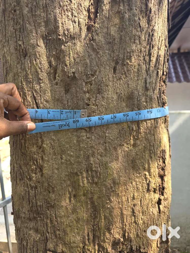 Teek wood for sale