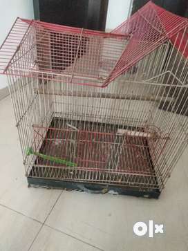 Parrot store cage olx