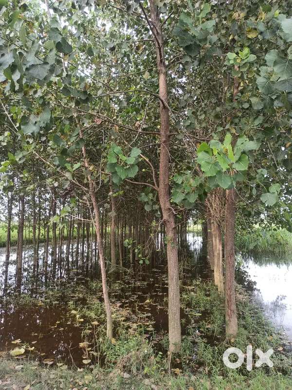 3 bigha land agriculture land near new 4 lane highway