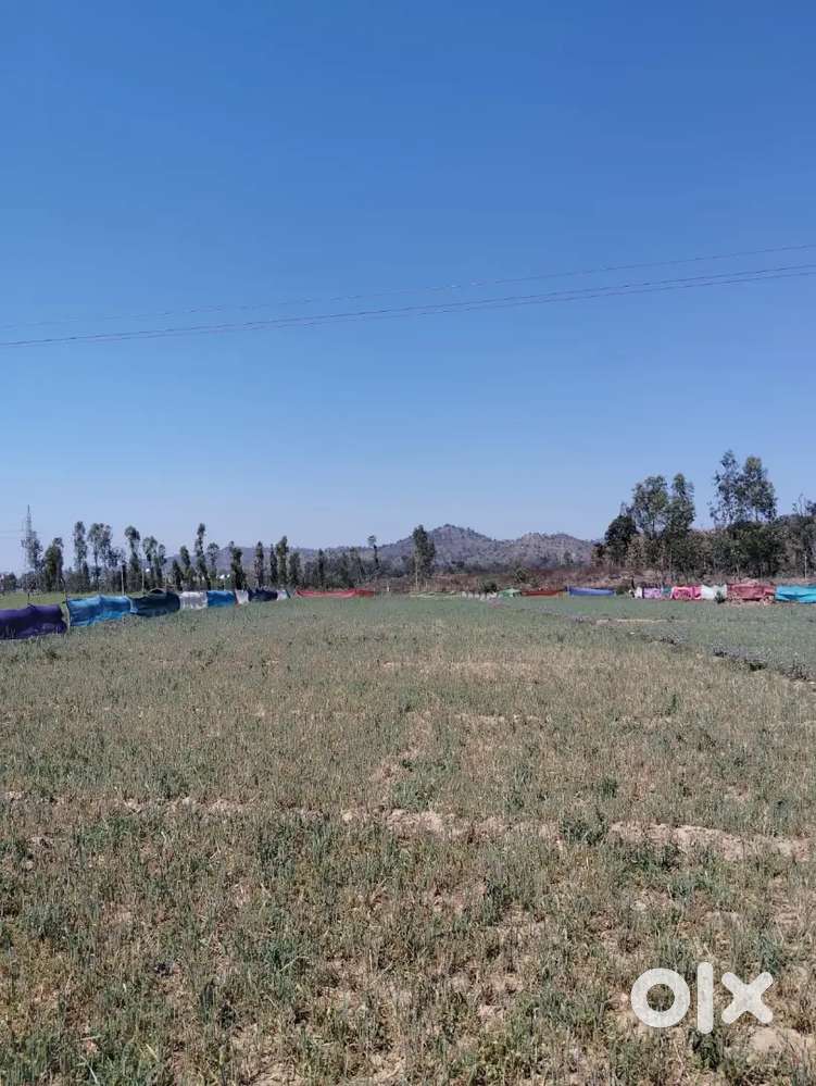 1 Bigha - Lands & Plots For Sale in Uttar Pradesh | OLX