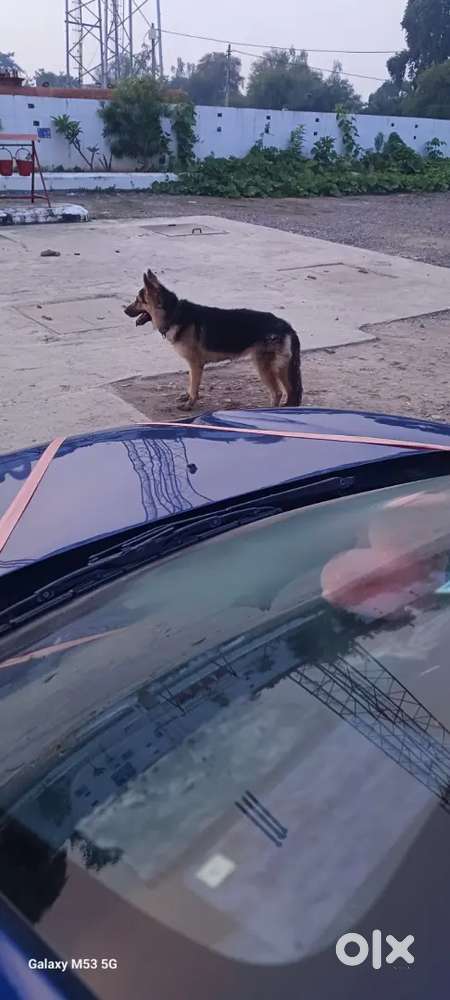 Renault Kwid 2019 Petrol Well Maintained