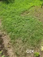 170 Gj corner plot for sale in Altus new chandigar