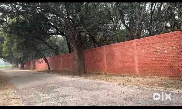 Mango bagh 128 beegah