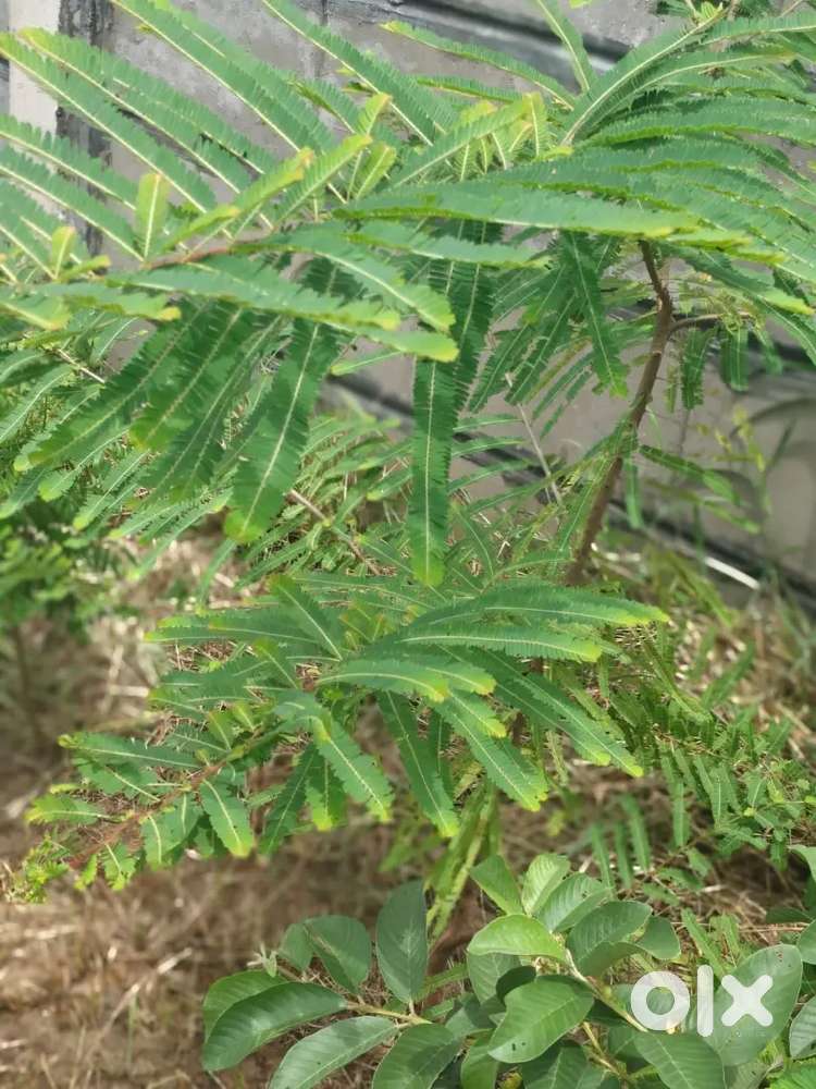Land nursery/Godown/Kheti