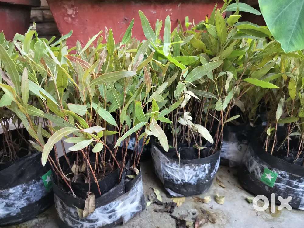 Safeda 405 variety