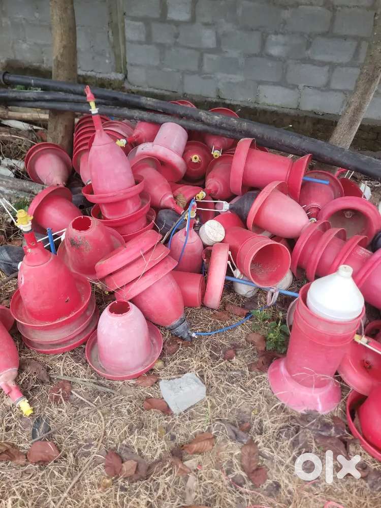 Feeder and drinker for sale
