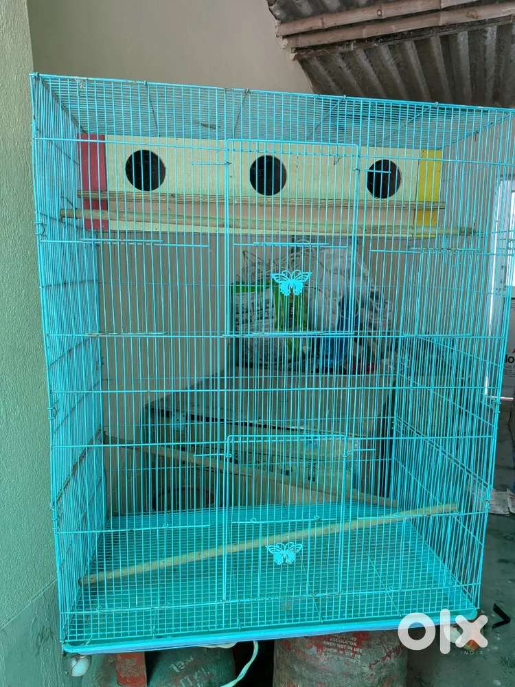 Bird expensive cage