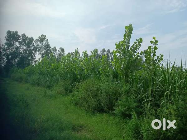 Agriculture Land for sale 8 Beegha + 14.5 Beegha