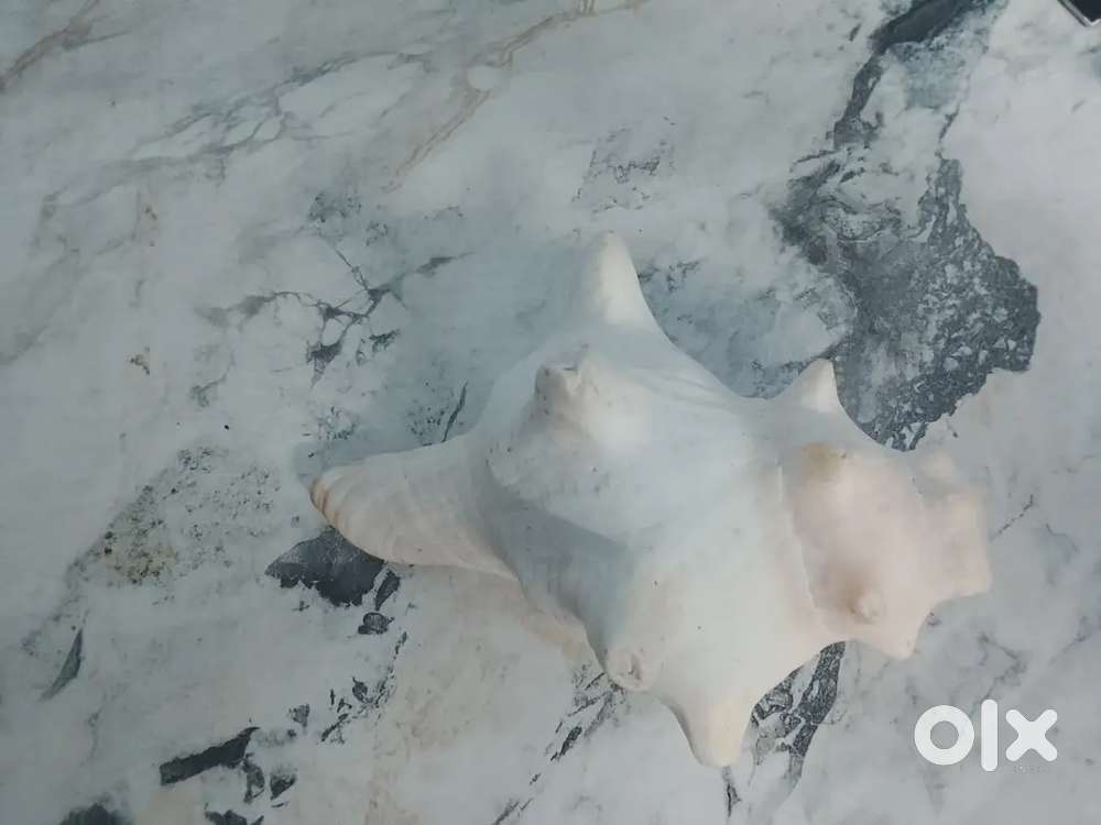 Conch old item