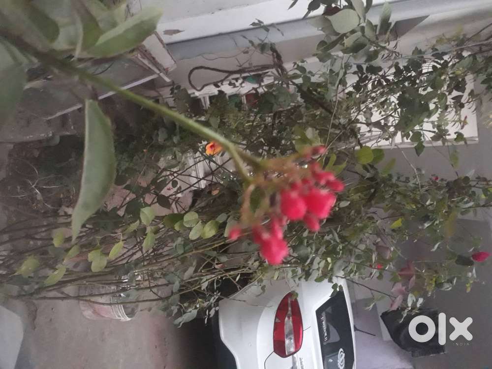 Tata Zest..personal