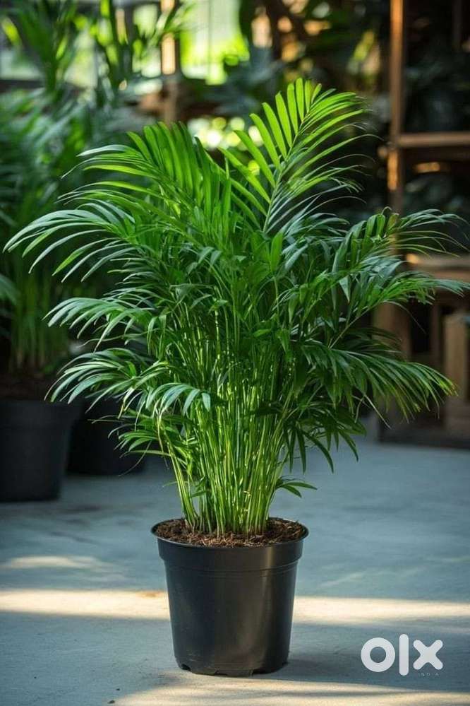 Areca palm plants for indoor and outdoor