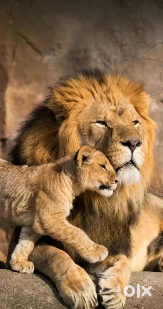 Maruti Suzuki Swift Dzire