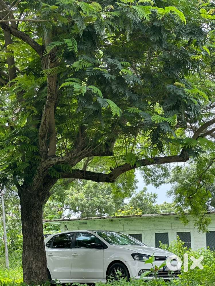 Volkswagen Polo Gt 2017