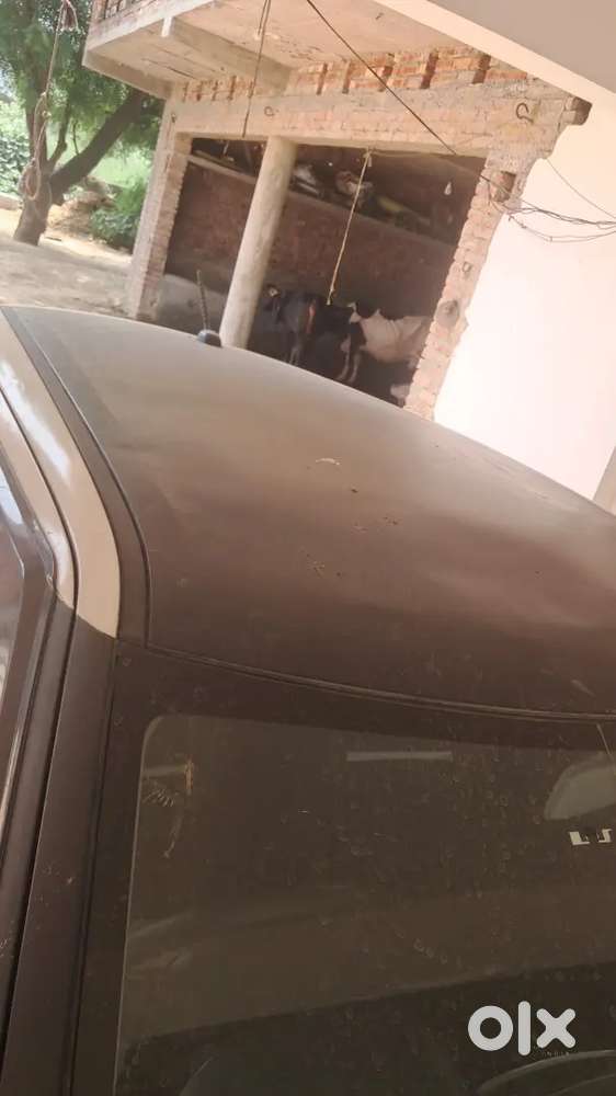 Sfit Cng Petrol Top Condition