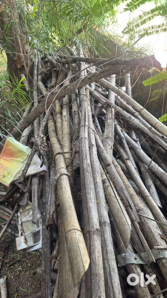 Used Bamboo for Sale &ndash; Good Condition |