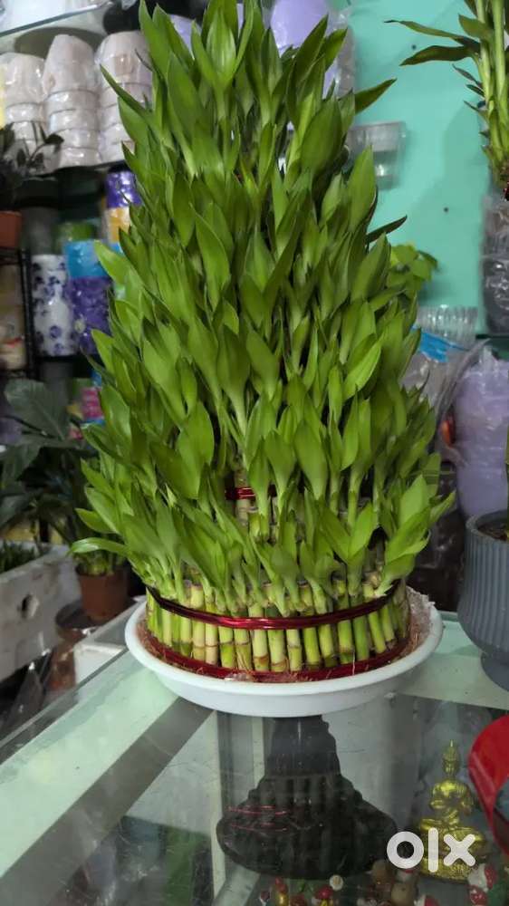 8 layer lucky bambo