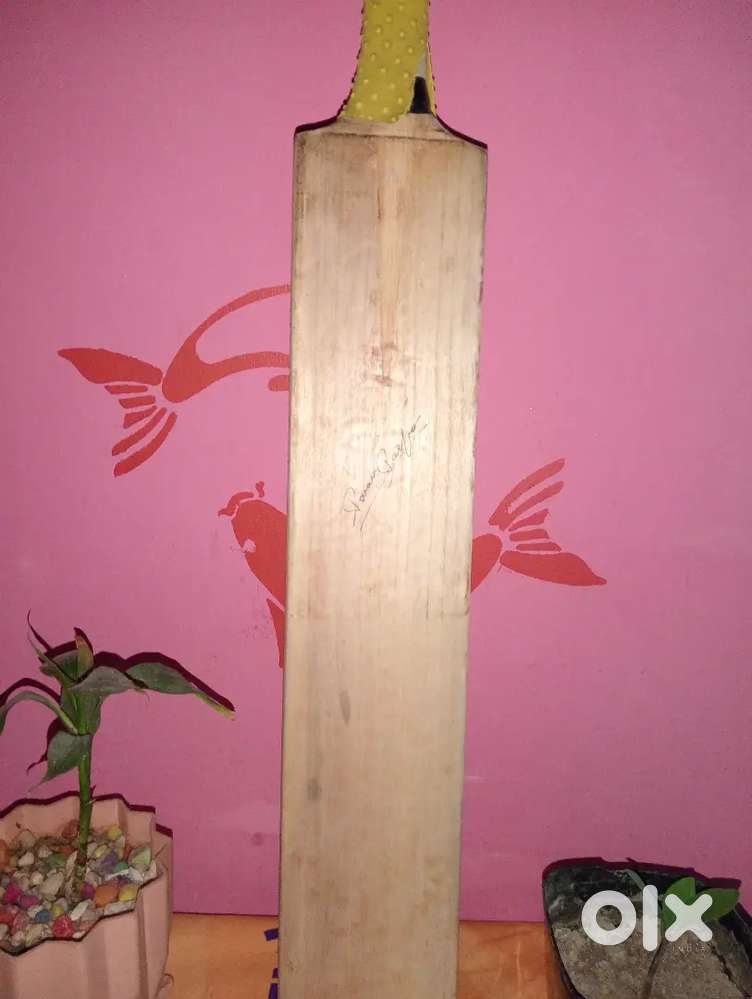 Ss to English Willow bat 7 months old 10 grains
