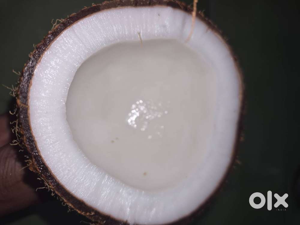 Fresh Mature Coconuts for Sale &ndash; High Quality (Bulk and retail)