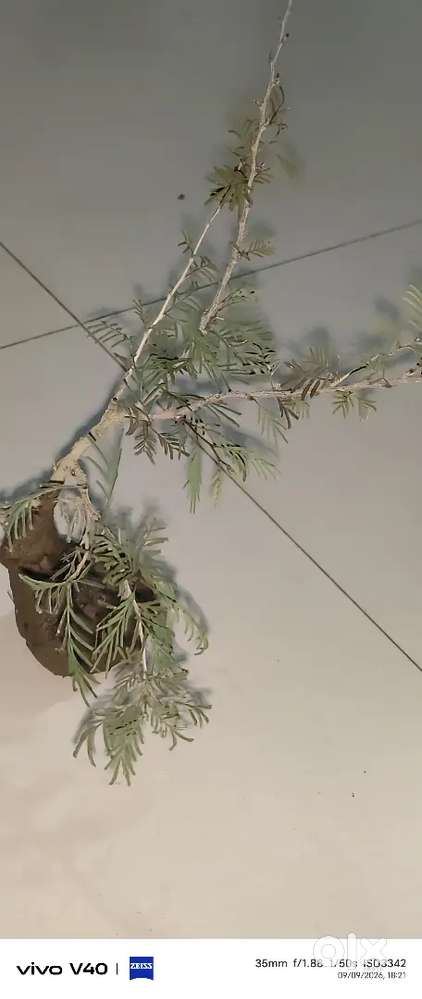 Shani plant