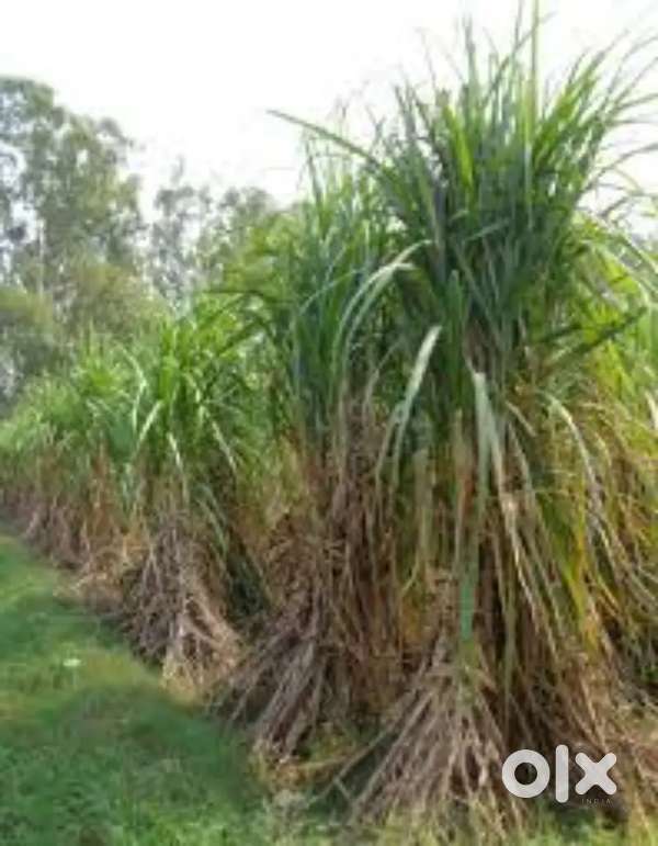 25 bigha jandhedi shamli agriculture land for sale