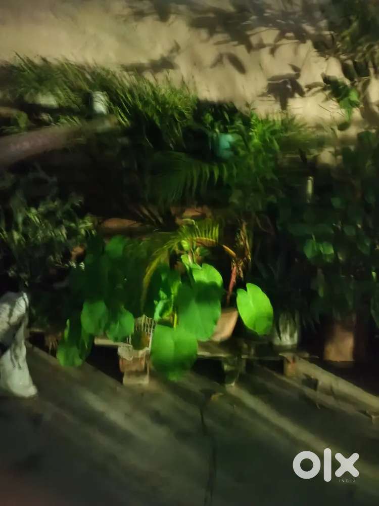 95 gaj .Old ghar hai ..kuch money lagake sahe ho jayega