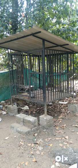 Cage for dogs hot sale olx