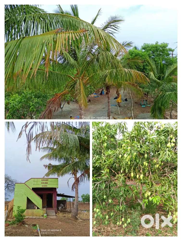 MANGO FORM HOUSE FOR SALE (28L/ACER) Lands & Plots 1754072834