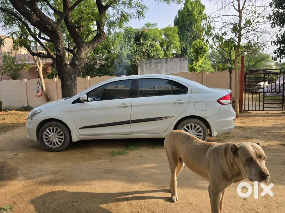 Maruti Suzuki Ciaz Vxi+ Cng