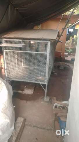 Birds sale in olx hotsell