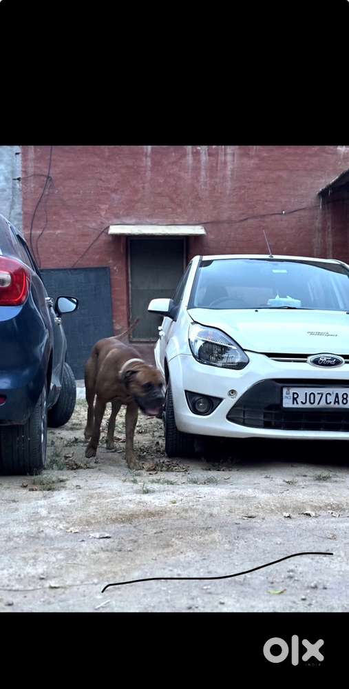 Ford Figo Diesel Manual 2011