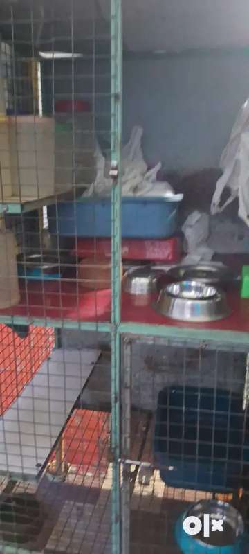 Olx cat hot sale cage